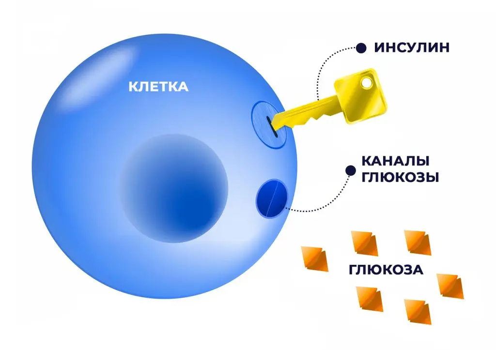 Мифы про инсулин и инсулинотерапию: есть ли в них правда?.jpg